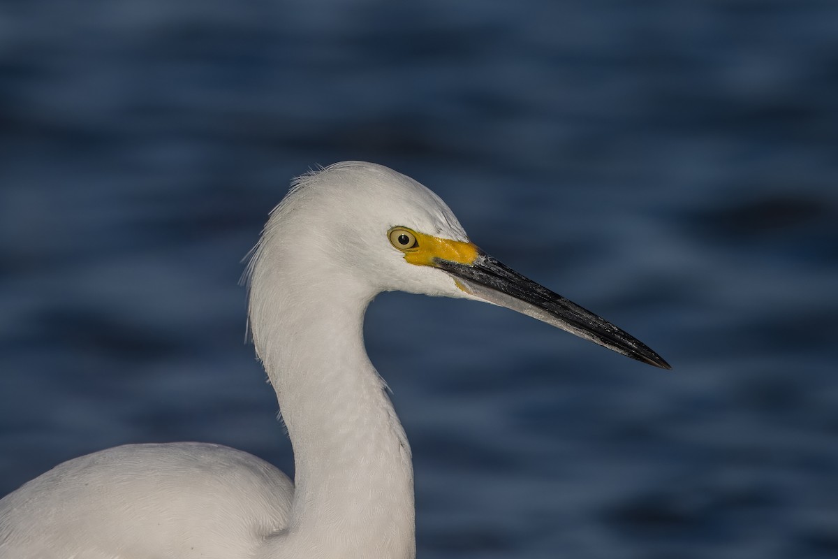 Snowy Egret - ML626793471