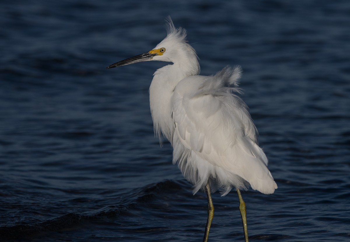 Snowy Egret - ML626793472