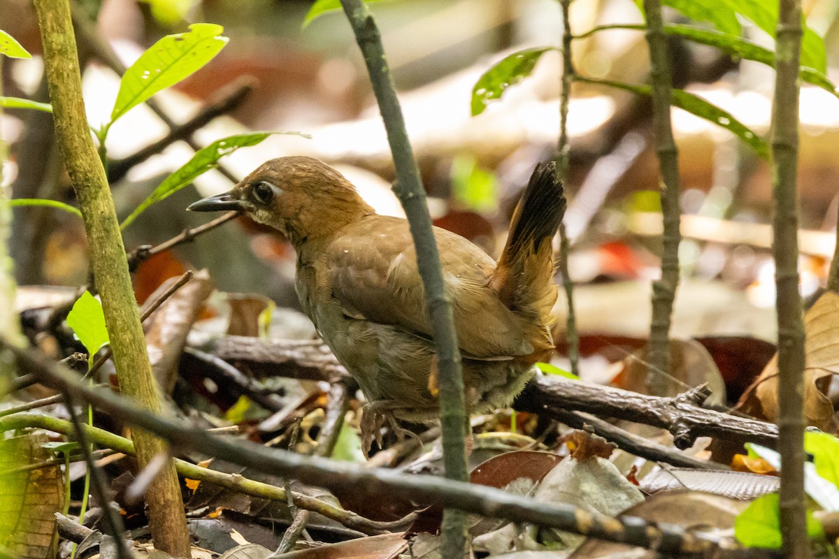 Black-faced Antthrush - ML626793473