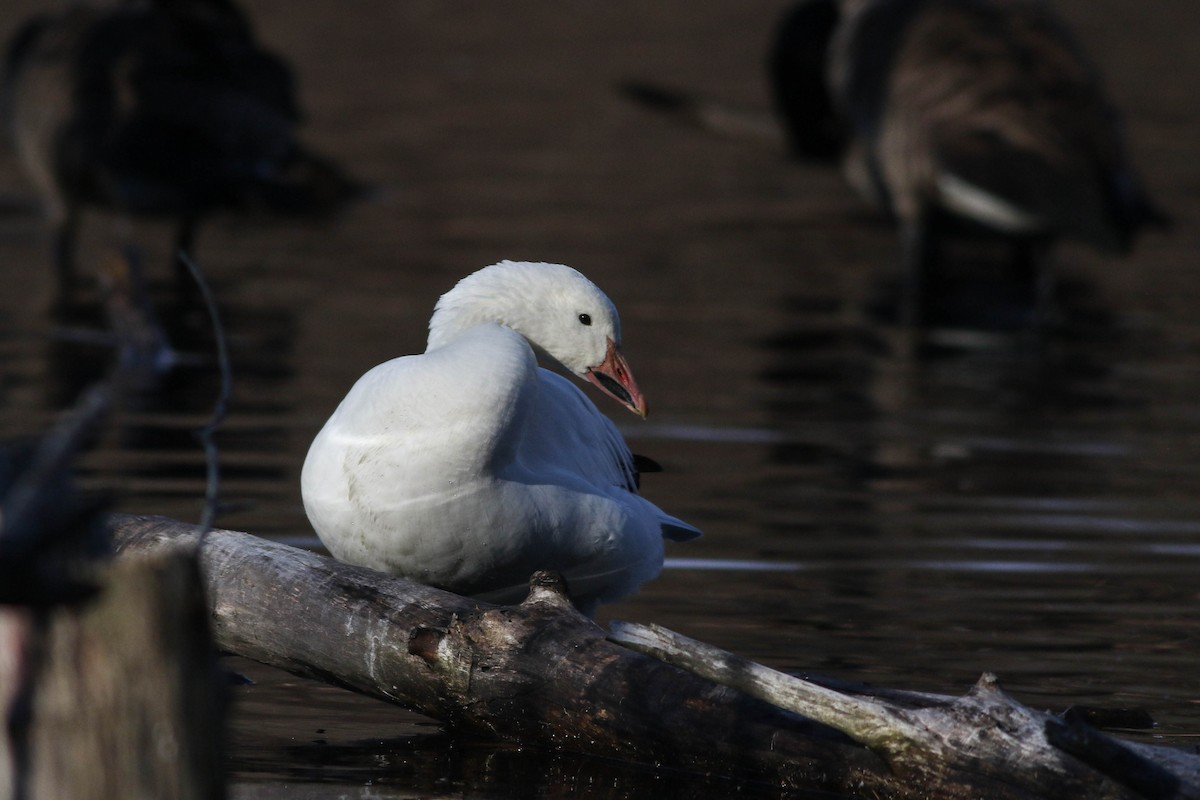 Snow Goose - ML626793474