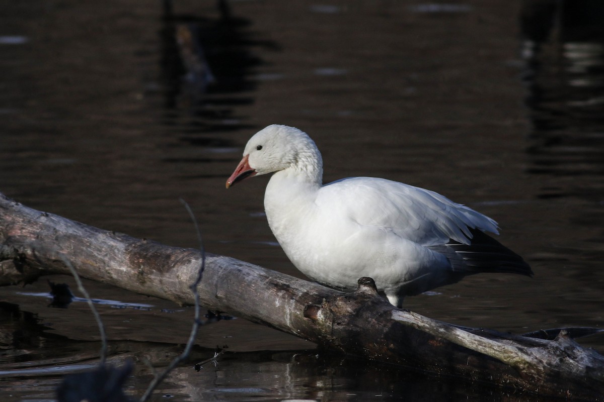 Snow Goose - ML626793475