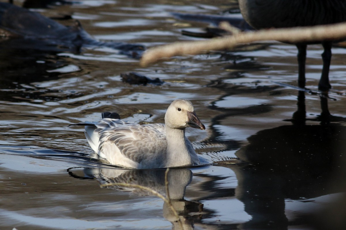 Snow Goose - ML626793476