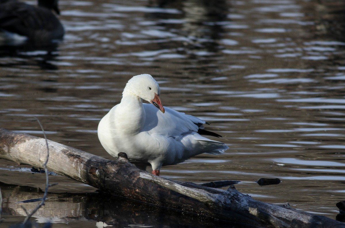 Snow Goose - ML626793477