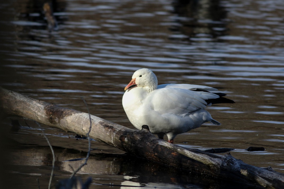 Snow Goose - ML626793478