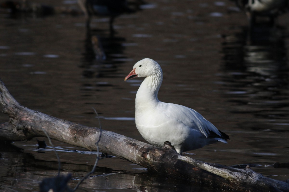 Snow Goose - ML626793479