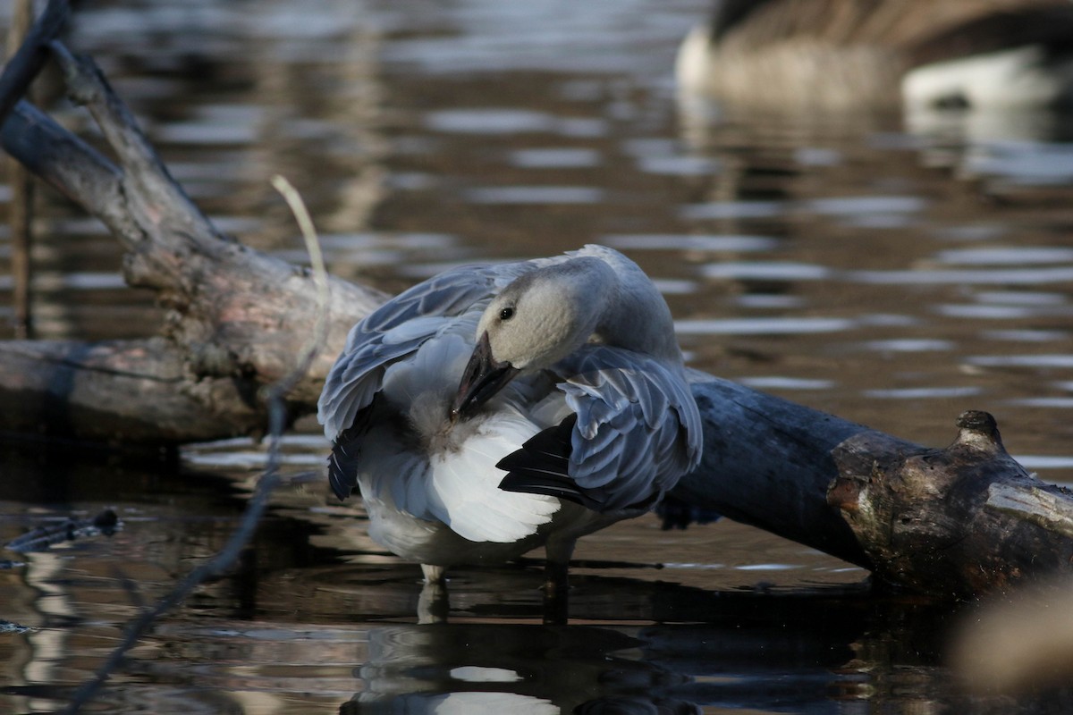 Snow Goose - ML626793480