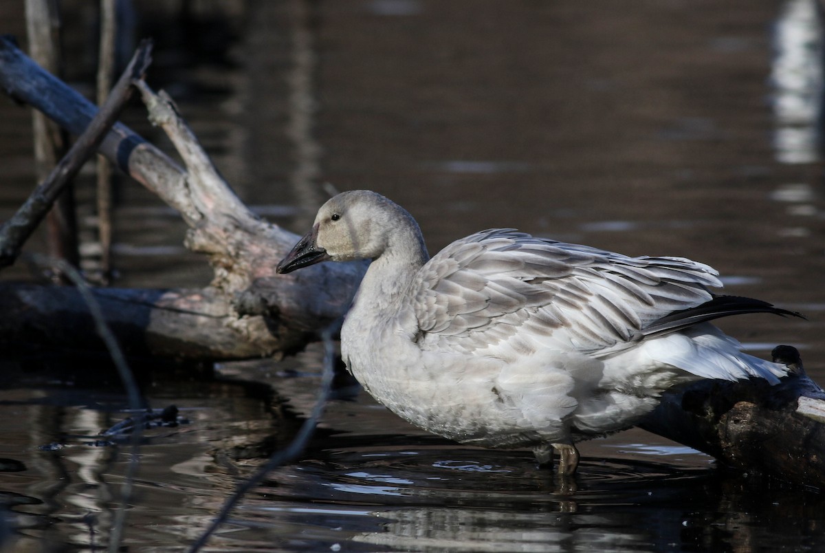 Snow Goose - ML626793481