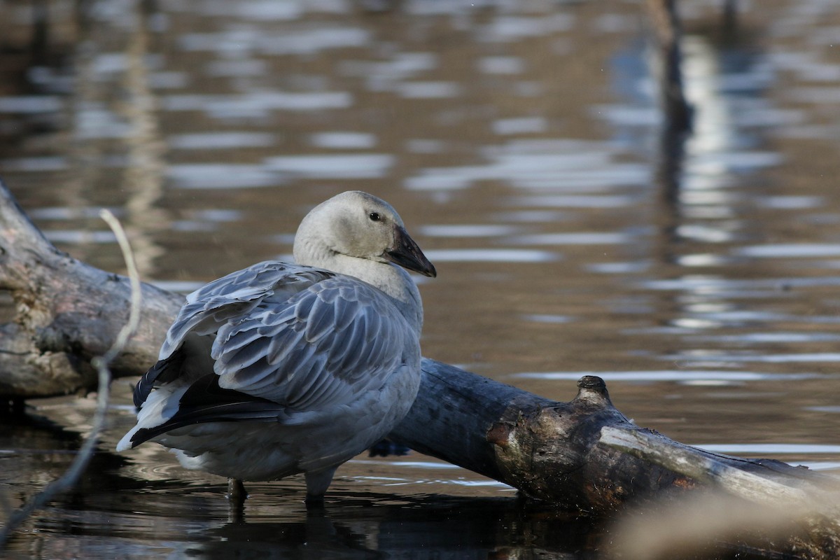 Snow Goose - ML626793482