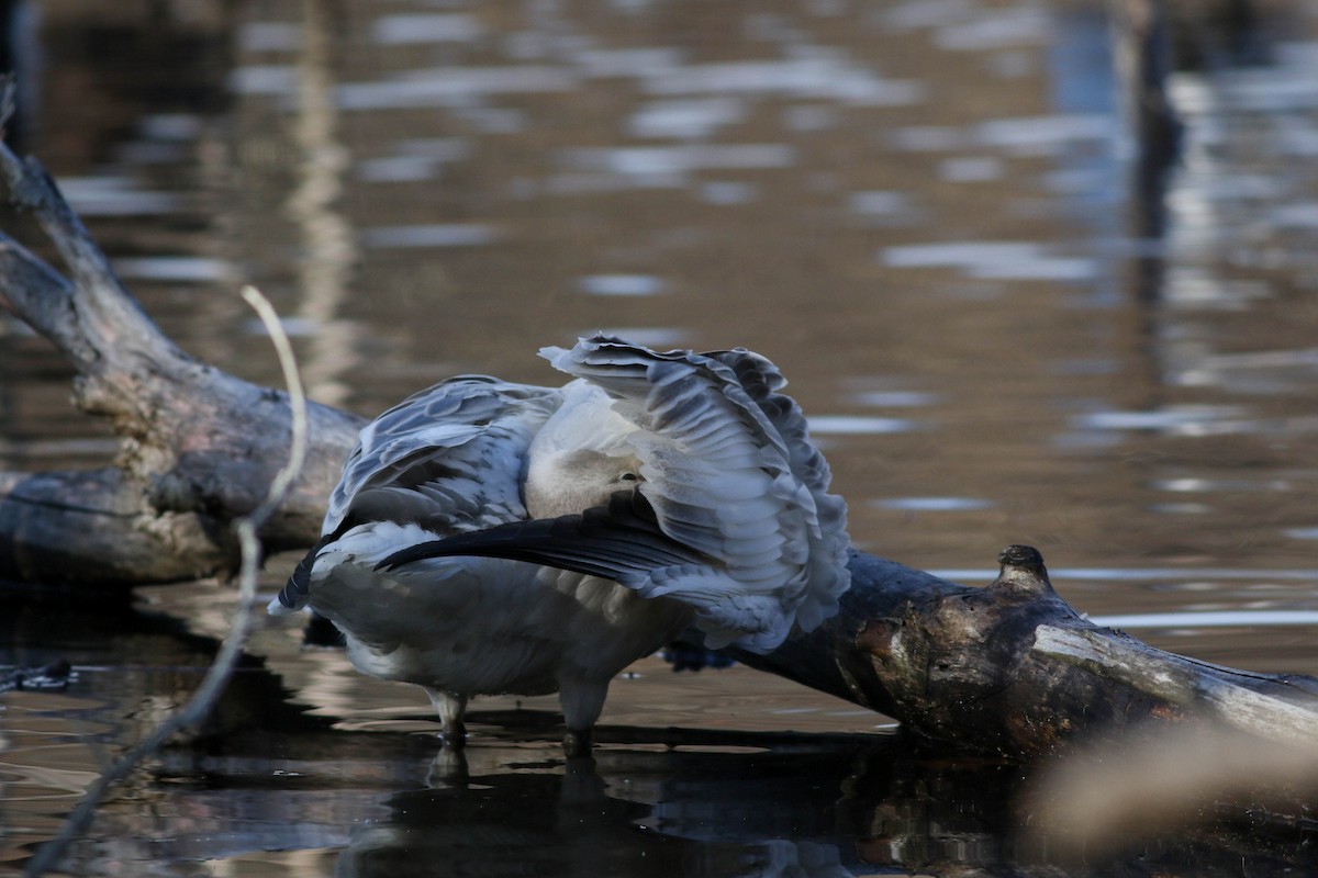 Snow Goose - ML626793483