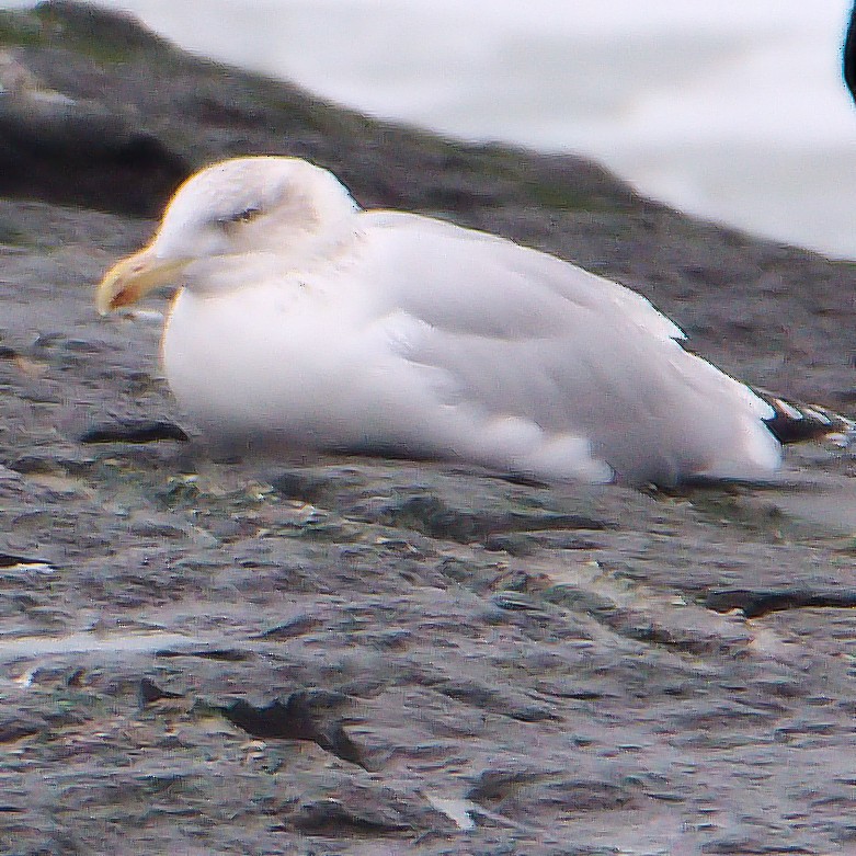 European Herring Gull - ML626793486