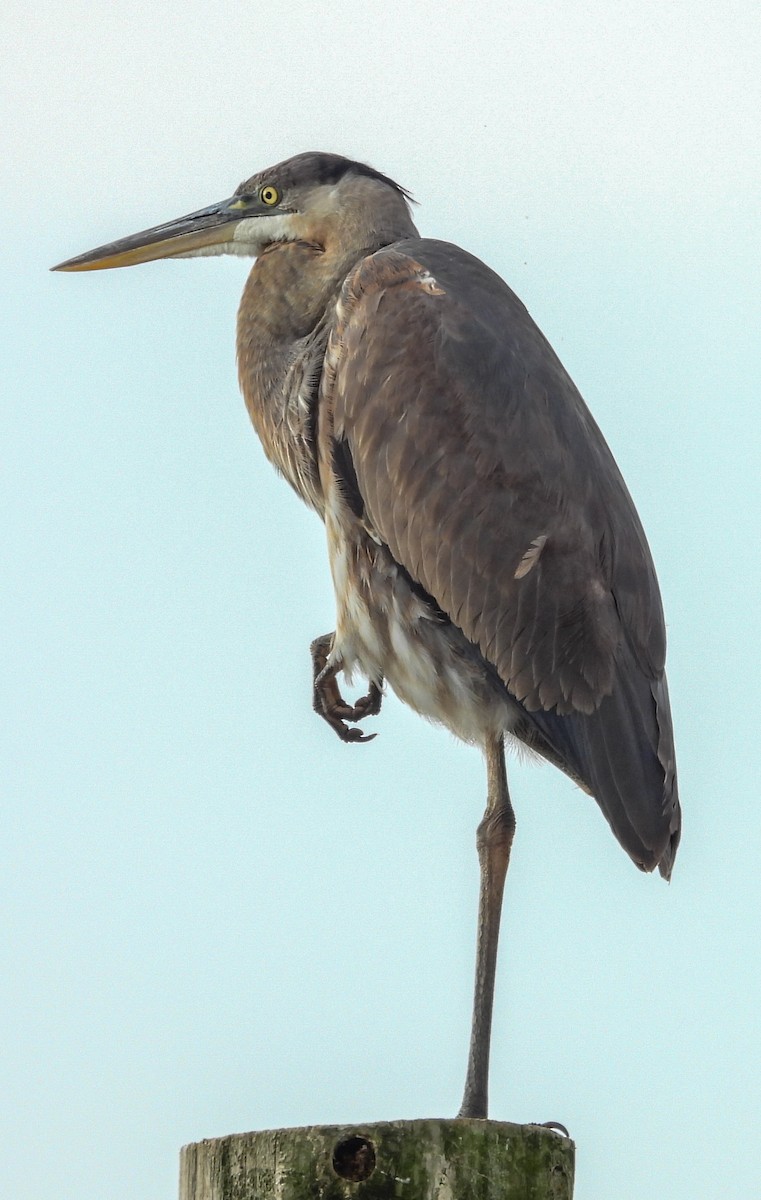 Great Blue Heron - ML626793487