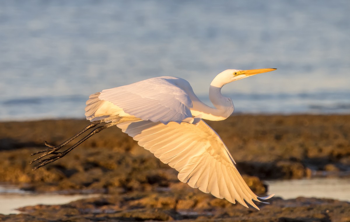 Great Egret - ML626793488