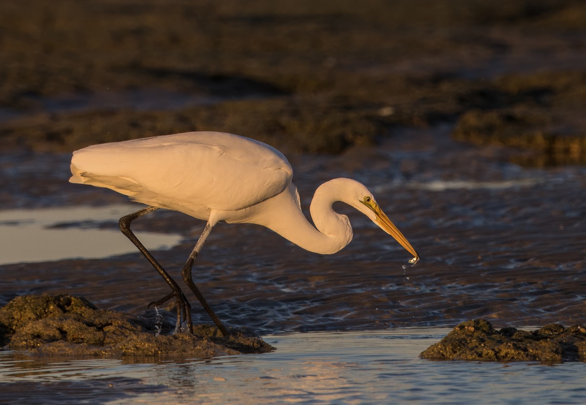 Great Egret - ML626793489