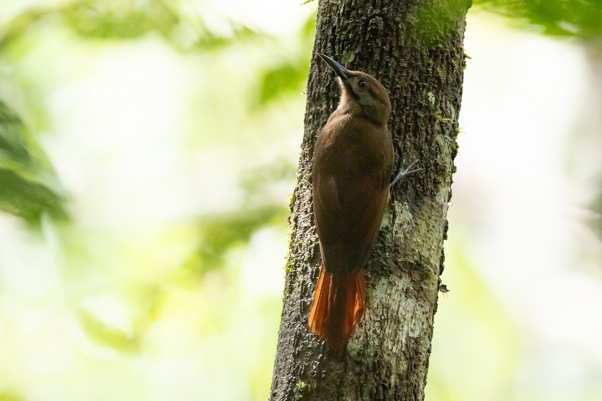 Plain-brown Woodcreeper - ML626793490