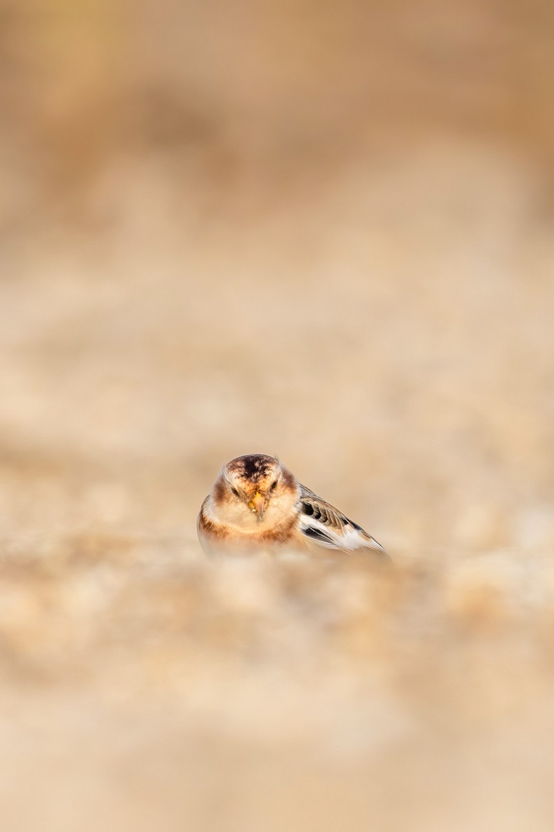 Snow Bunting - ML626793491