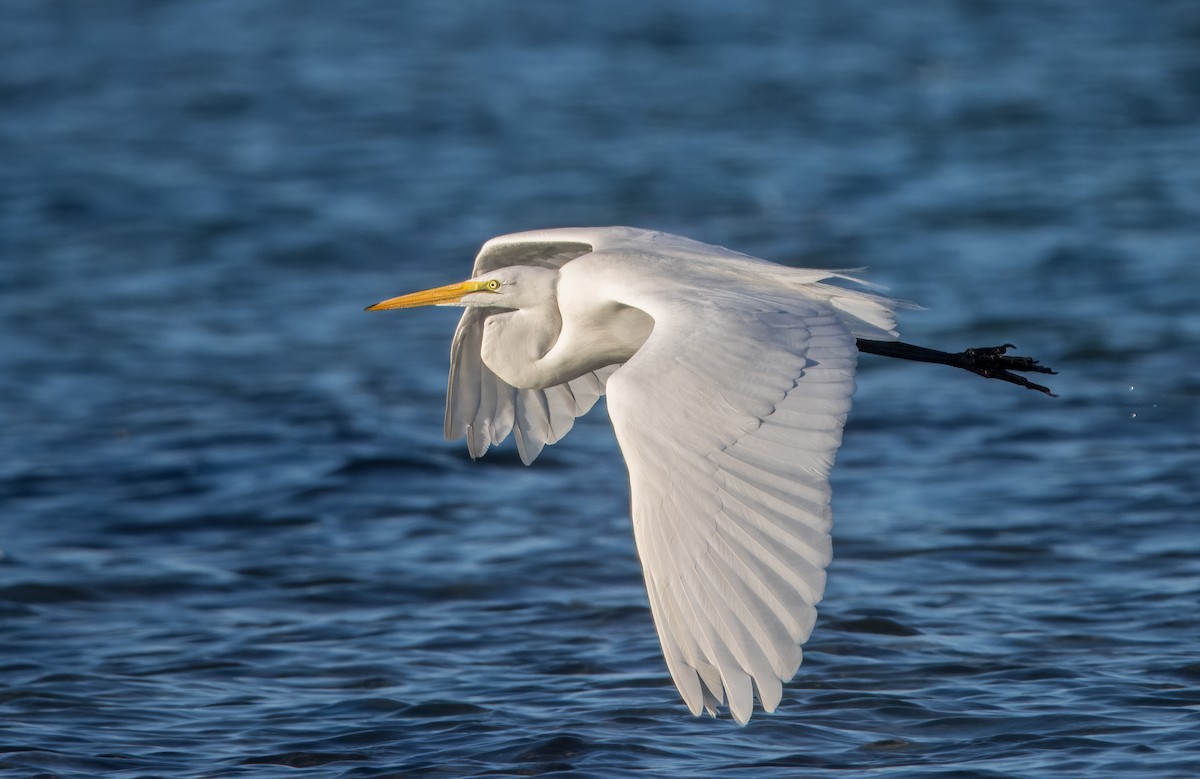 Great Egret - ML626793492