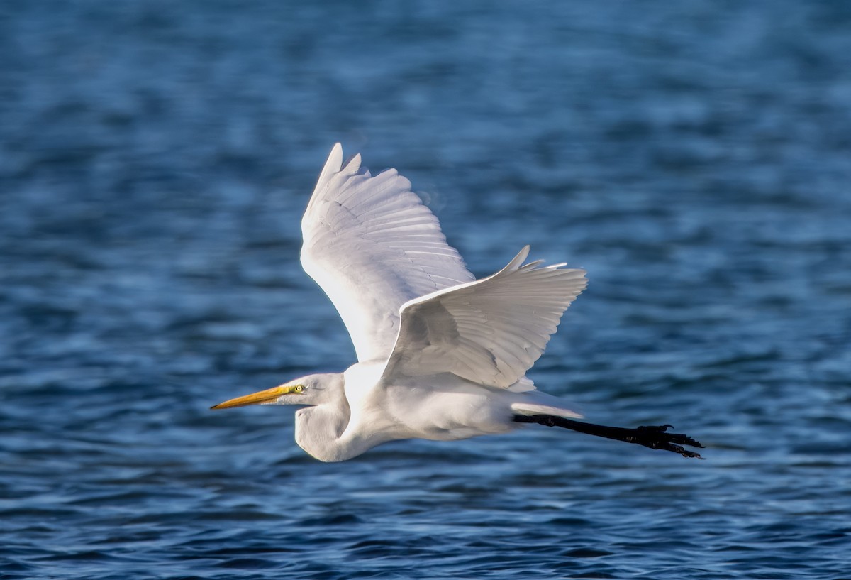 Great Egret - ML626793495