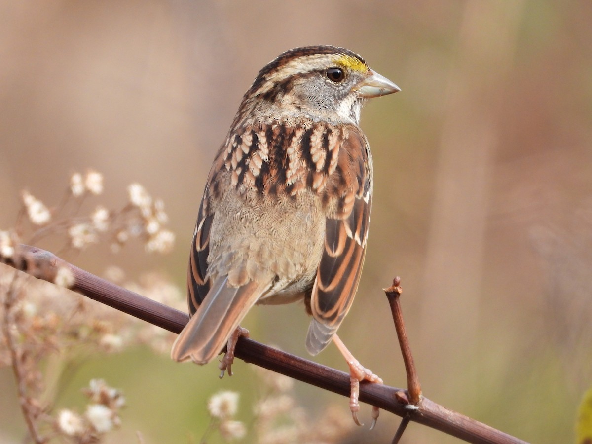 White-throated Sparrow - ML626793496