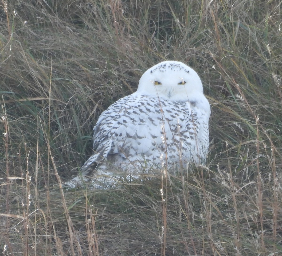 Snowy Owl - ML626793497