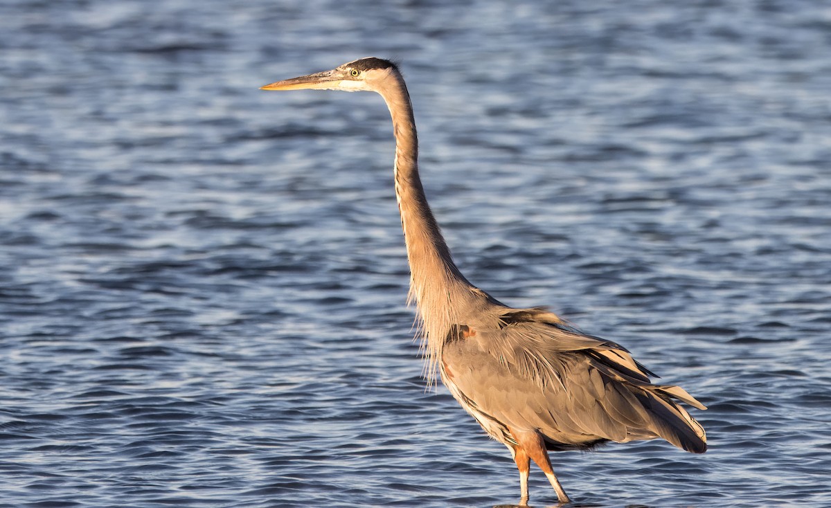 Great Blue Heron - ML626793498