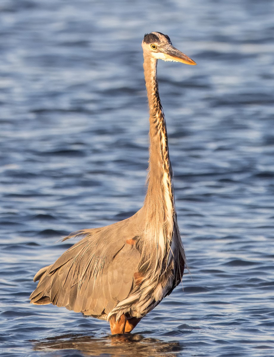 Great Blue Heron - ML626793499