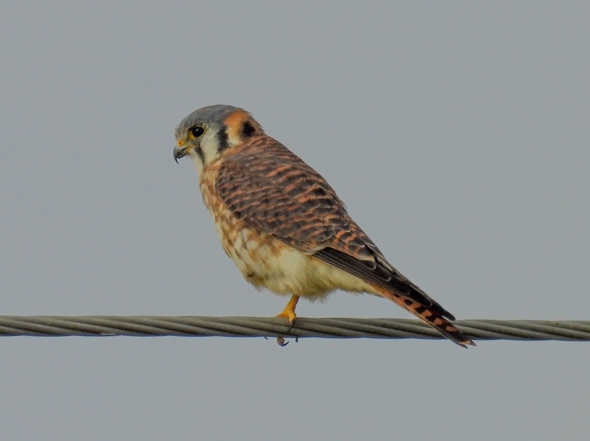 American Kestrel - ML626793500