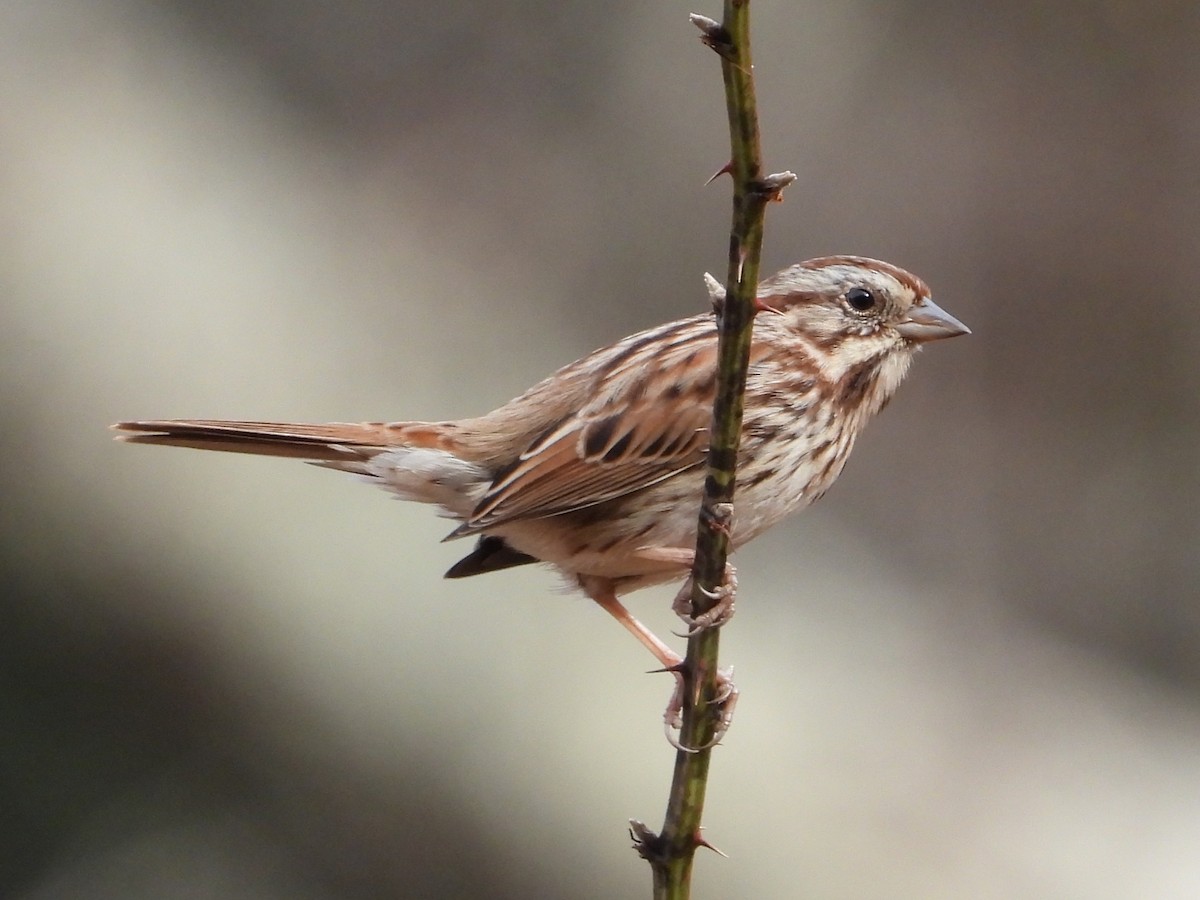 Song Sparrow - ML626793501