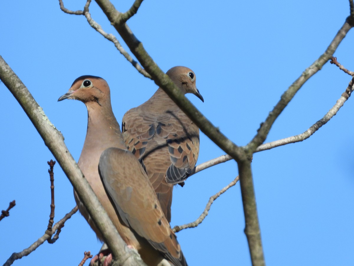 Mourning Dove - ML626793503