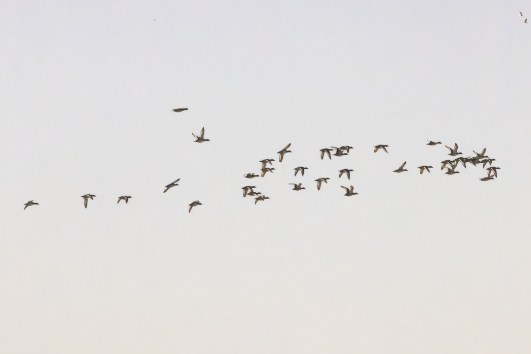 Ferruginous Duck - ML626793516