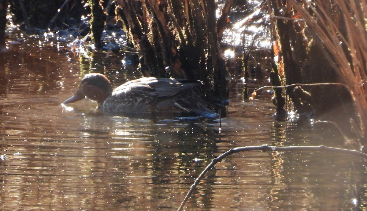 Green-winged Teal - ML626793527