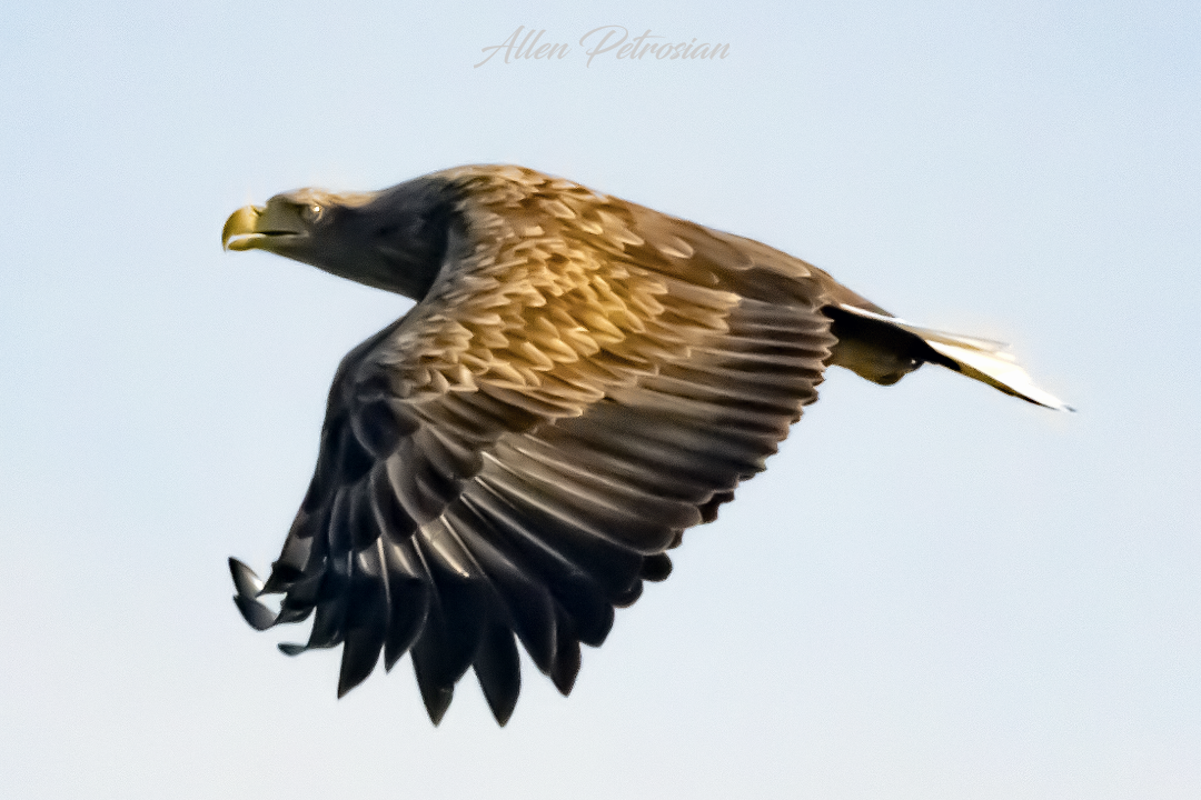 White-tailed Eagle - ML626793617