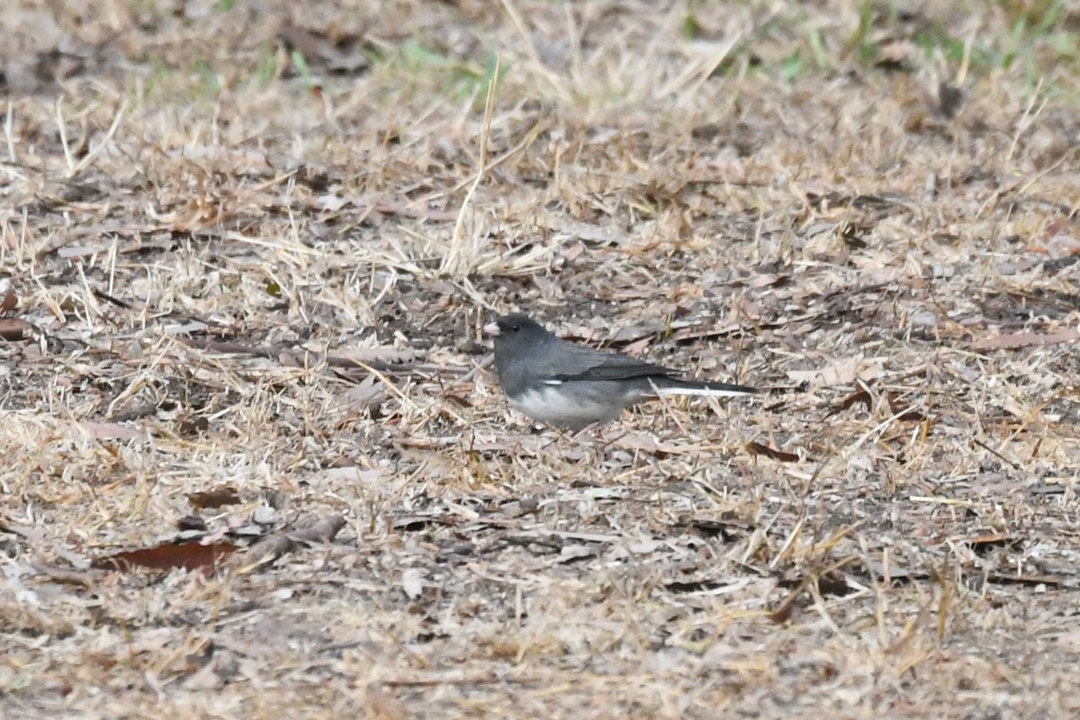 Kara Gözlü Junko (hyemalis/carolinensis) - ML626793646