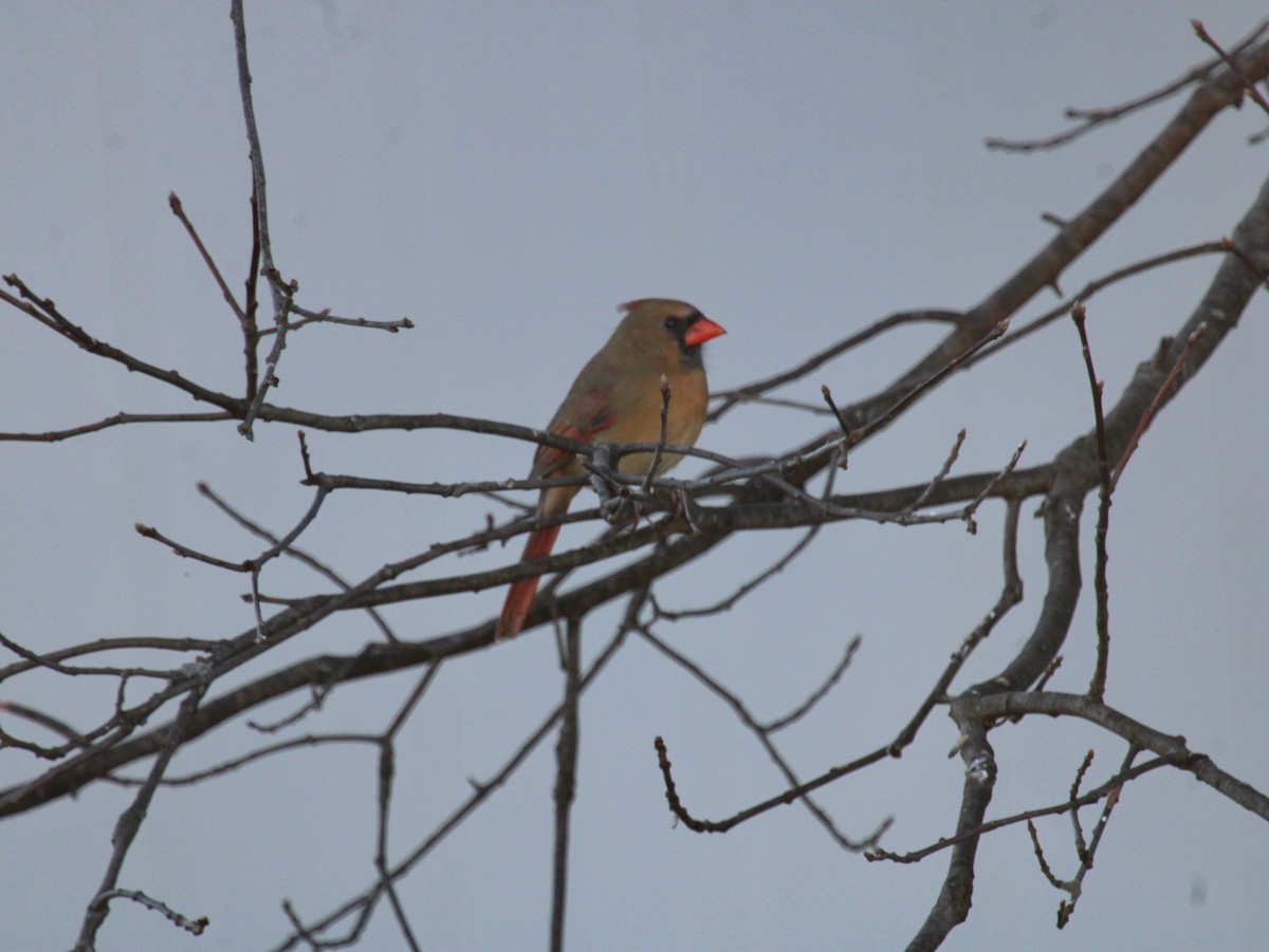 Cardenal Norteño - ML626793739