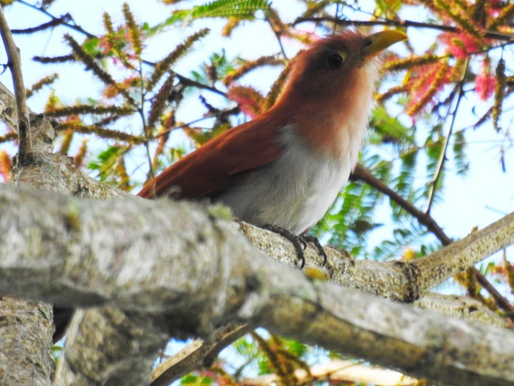 Cuco Ardilla Común - ML626793745