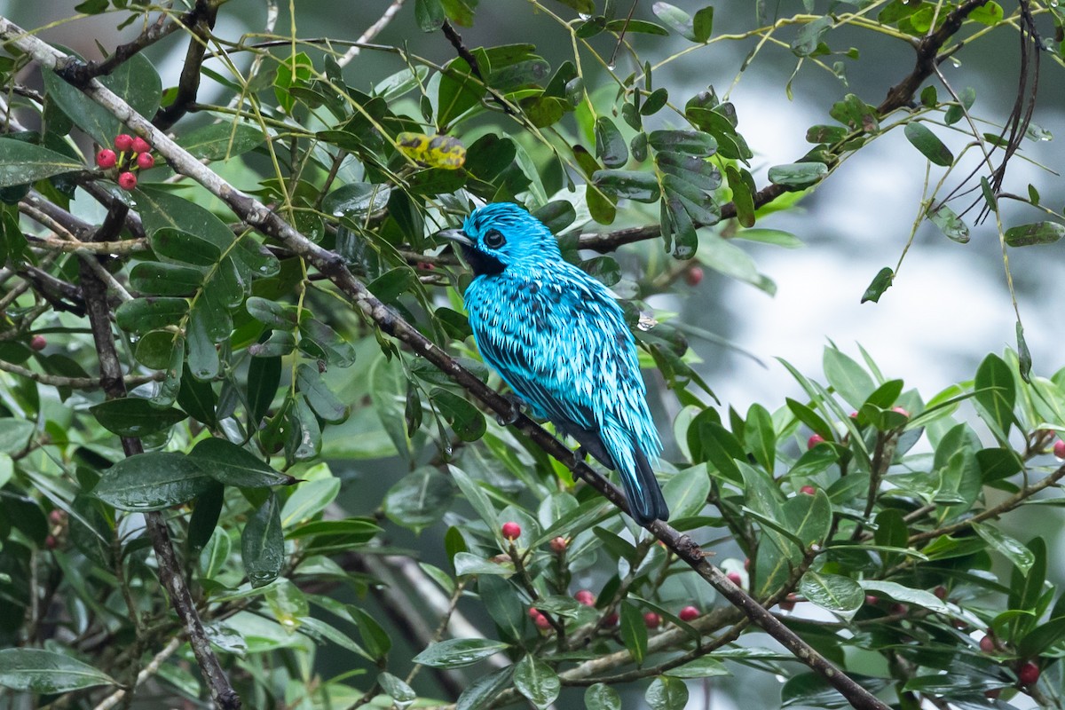 Cotinga Azul - ML626793747