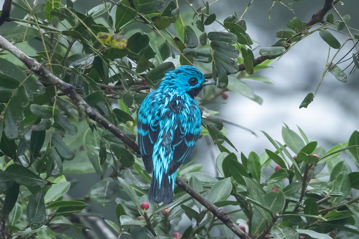 Cotinga Azul - ML626793748