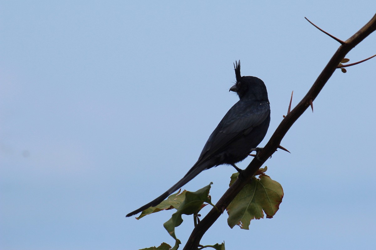 Drongo Malgache - ML626793754