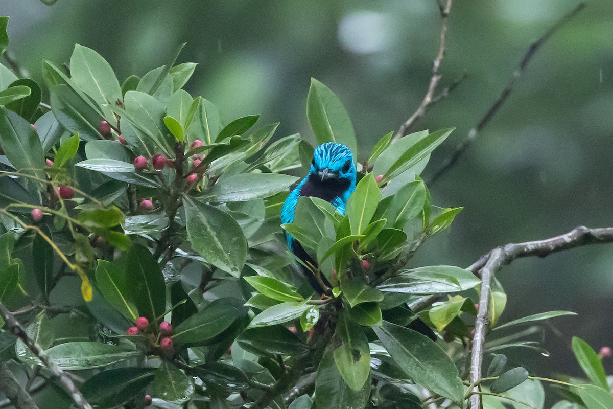 Cotinga Azul - ML626793761