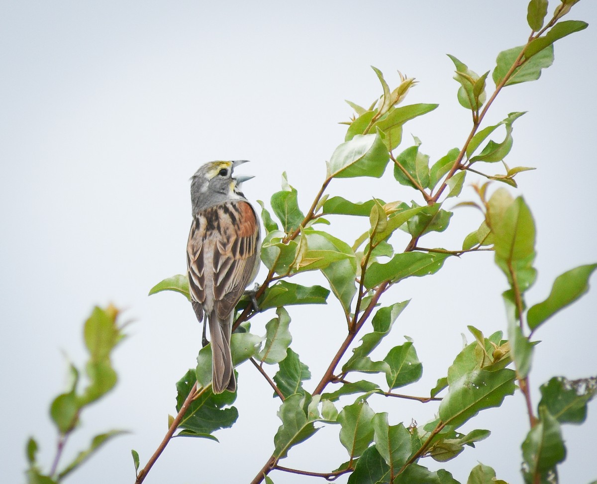 Dickcissel - ML626793766