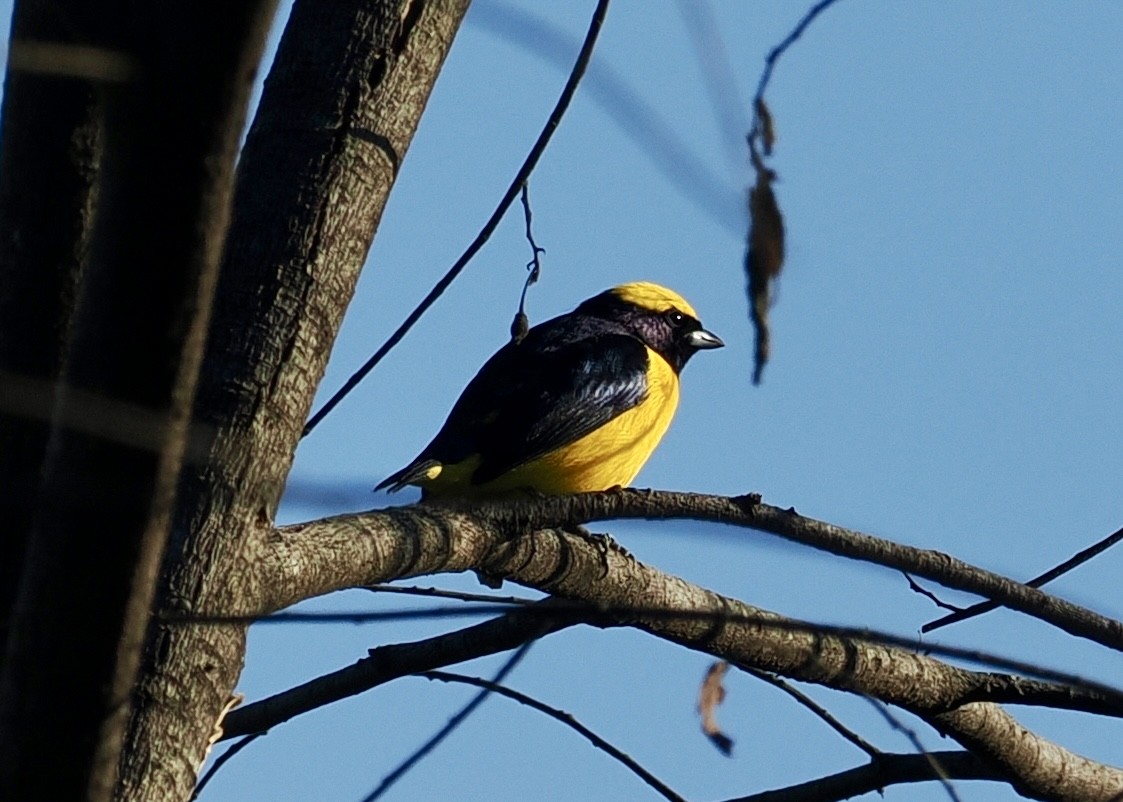 Yellow-crowned Euphonia - ML626793767