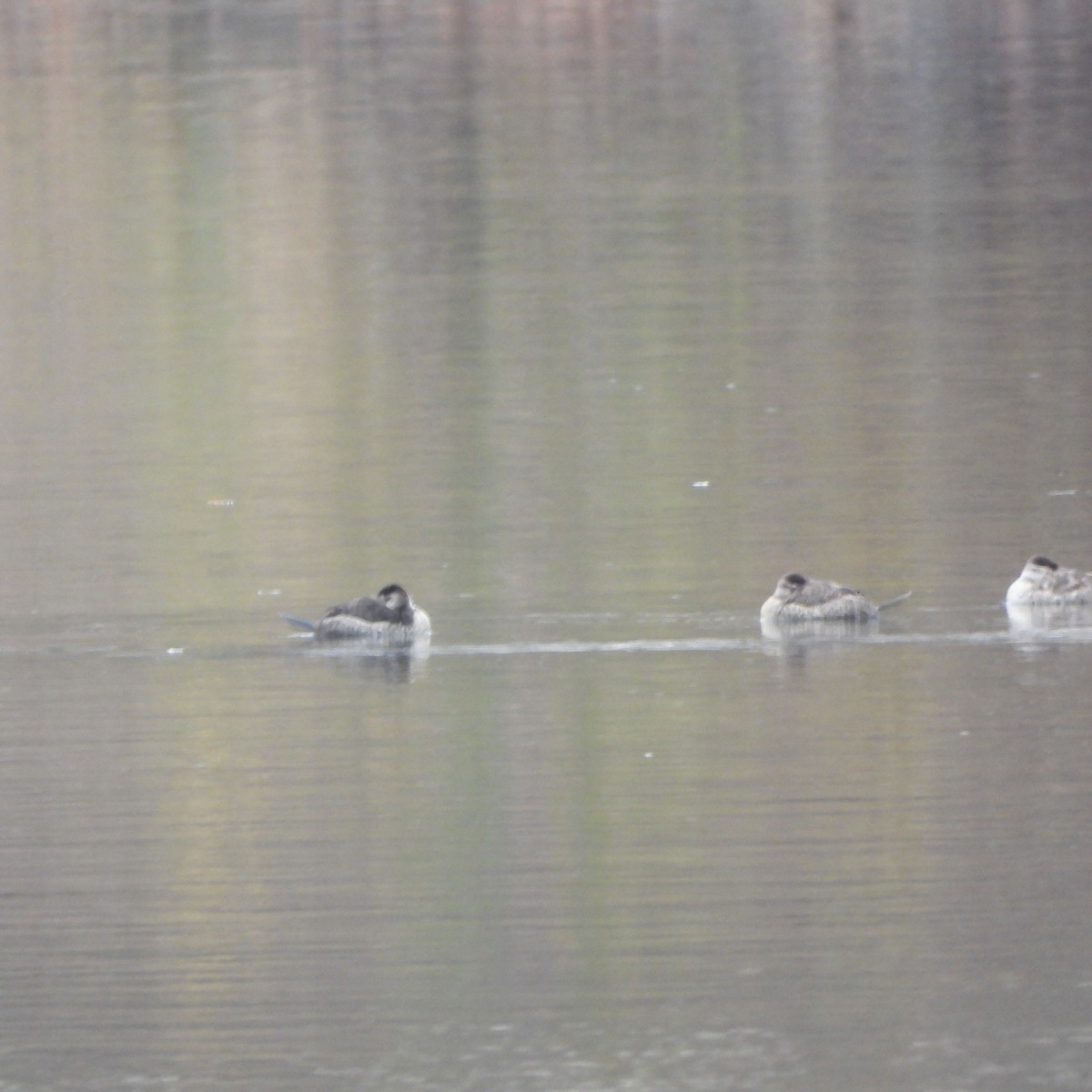 Ruddy Duck - ML626793781