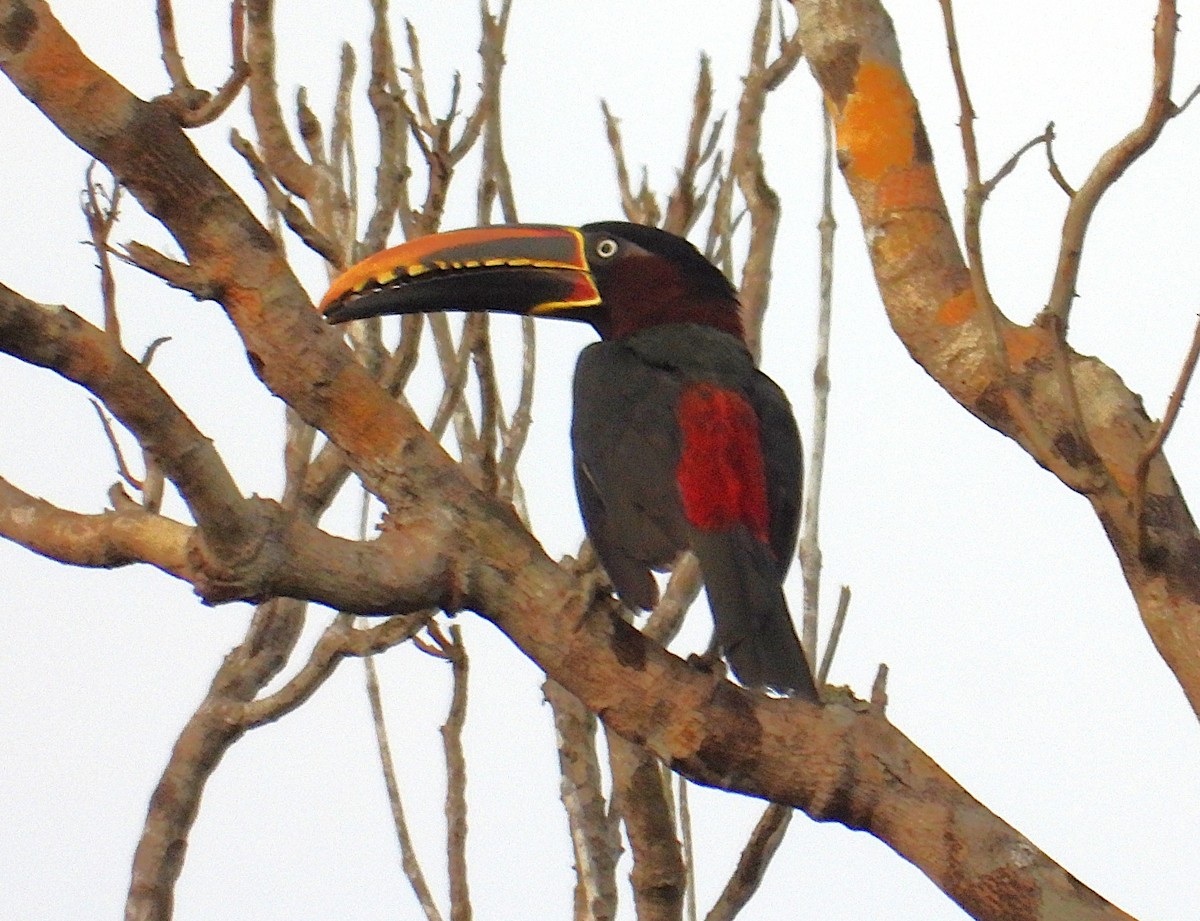 Chestnut-eared Aracari - ML626793782