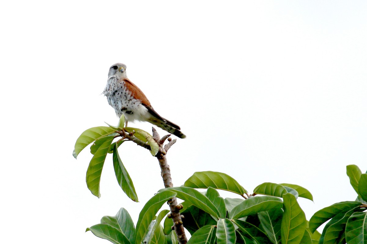 Malagasy Kestrel - ML626793786