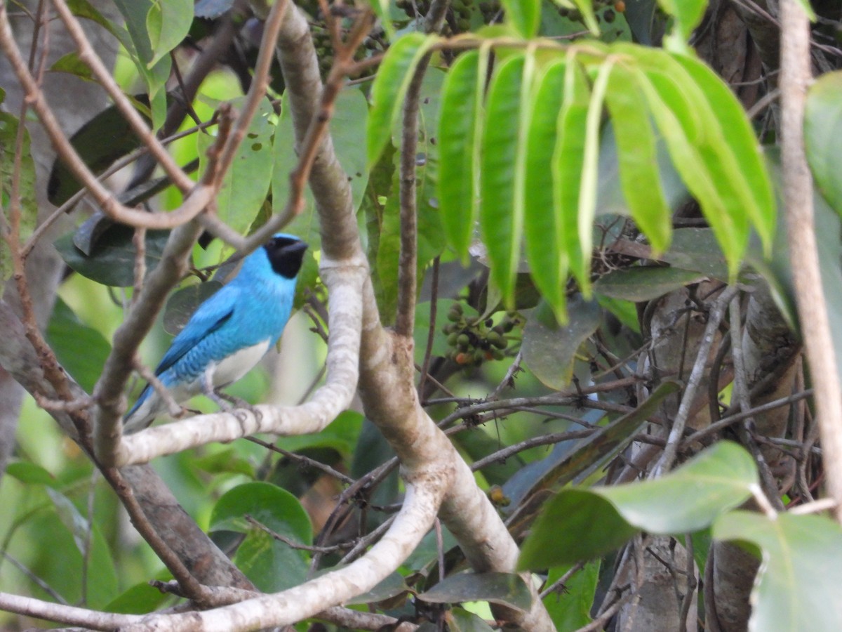 Swallow Tanager - ML626793790