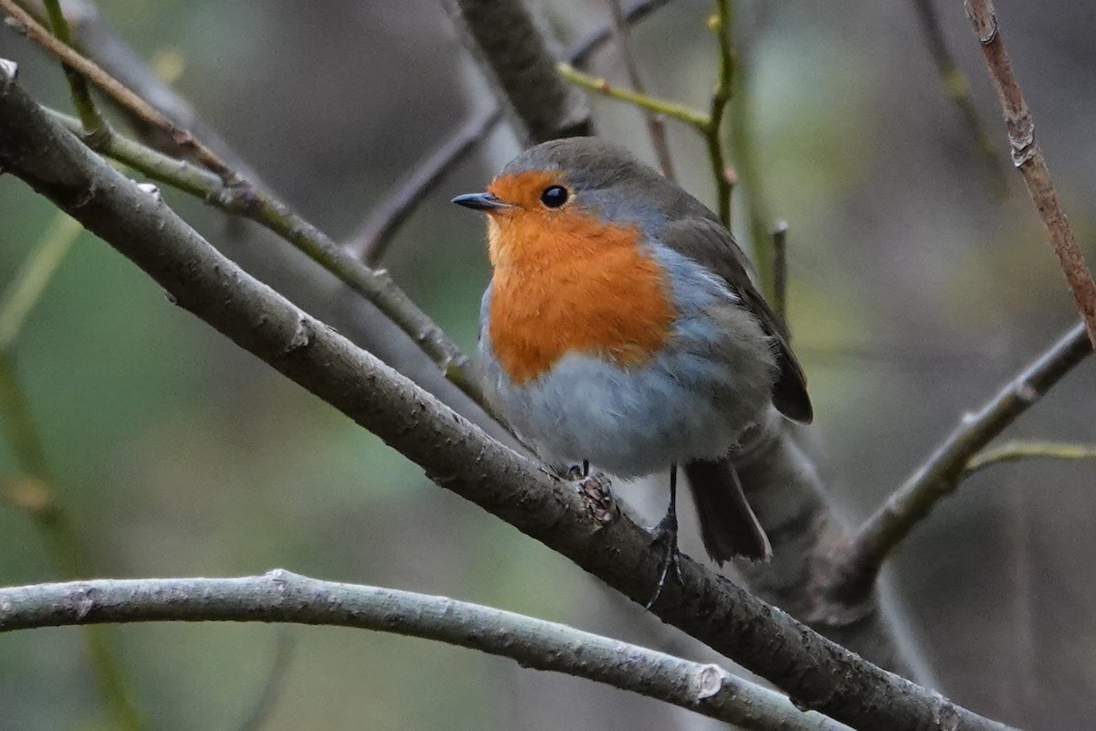 European Robin - ML626793791