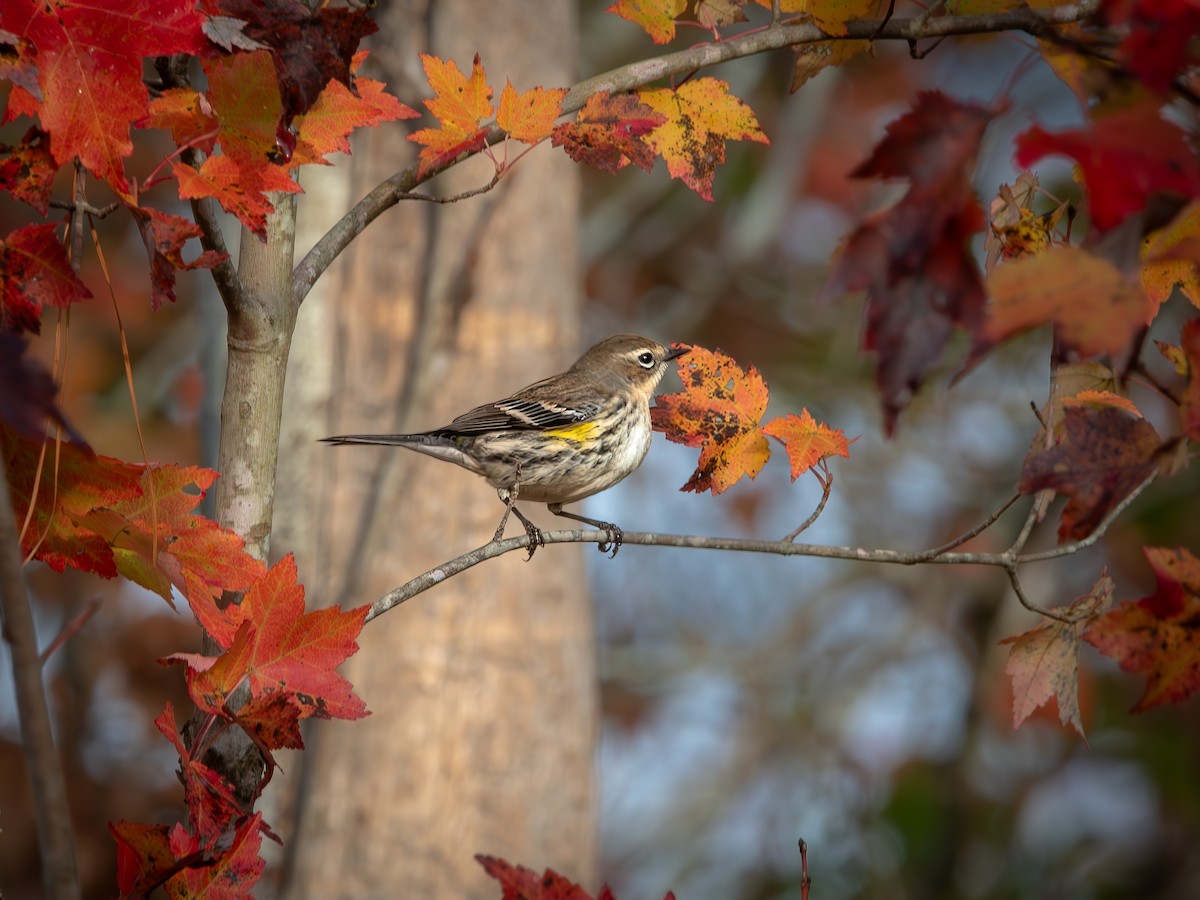 Yellow-rumped Warbler - ML626793792