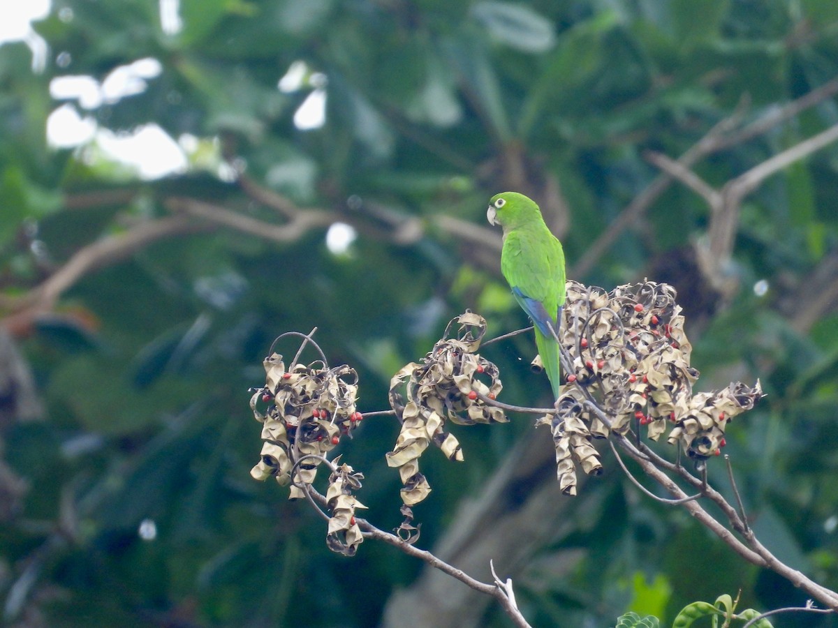 Olive-throated Parakeet - ML626793793