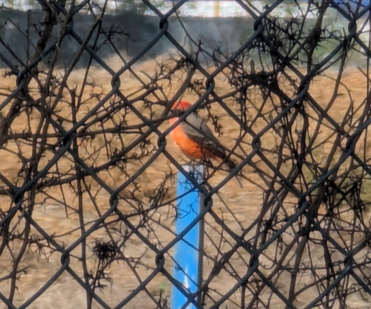 Vermilion Flycatcher - ML626793797