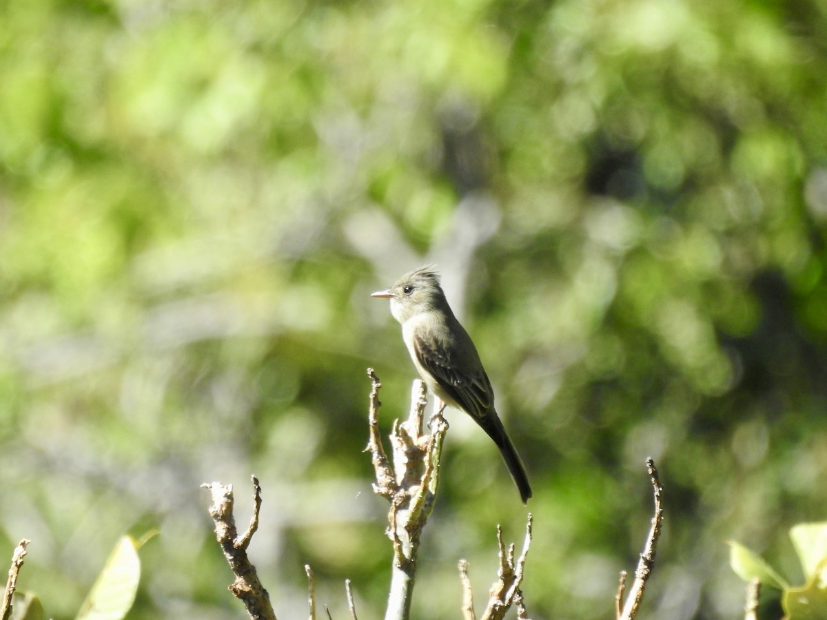 Greater Pewee - ML626793799