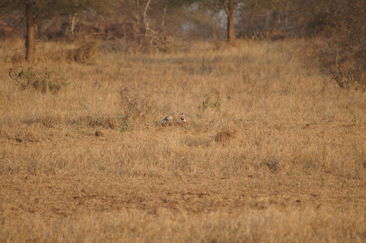 Crowned Lapwing - ML626793800